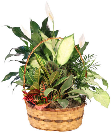 Plentiful Plant Basket Dish Garden in Cheraw, SC | Melton's Florist